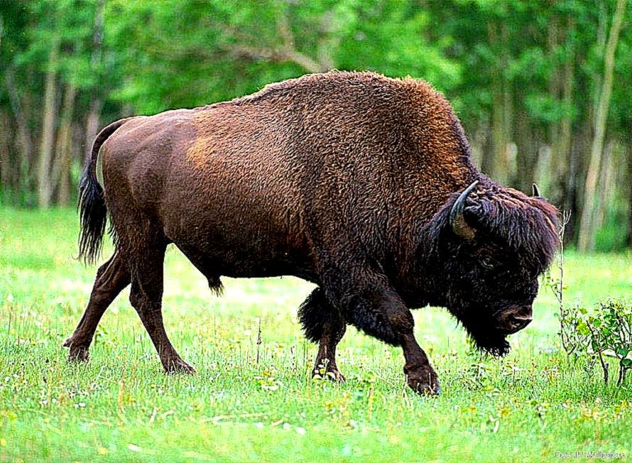 Bison Wallpapers fbpapa Bison Wallpapers fbpapa