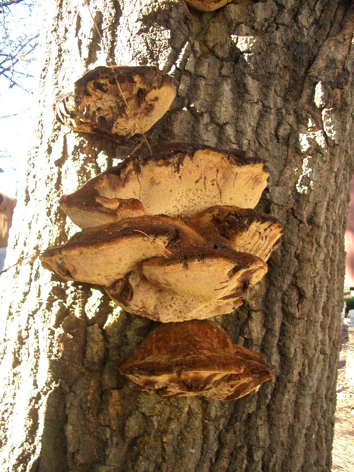 oak trees rot canker fungi leaves deciduous sample week identification conks fungal dropped