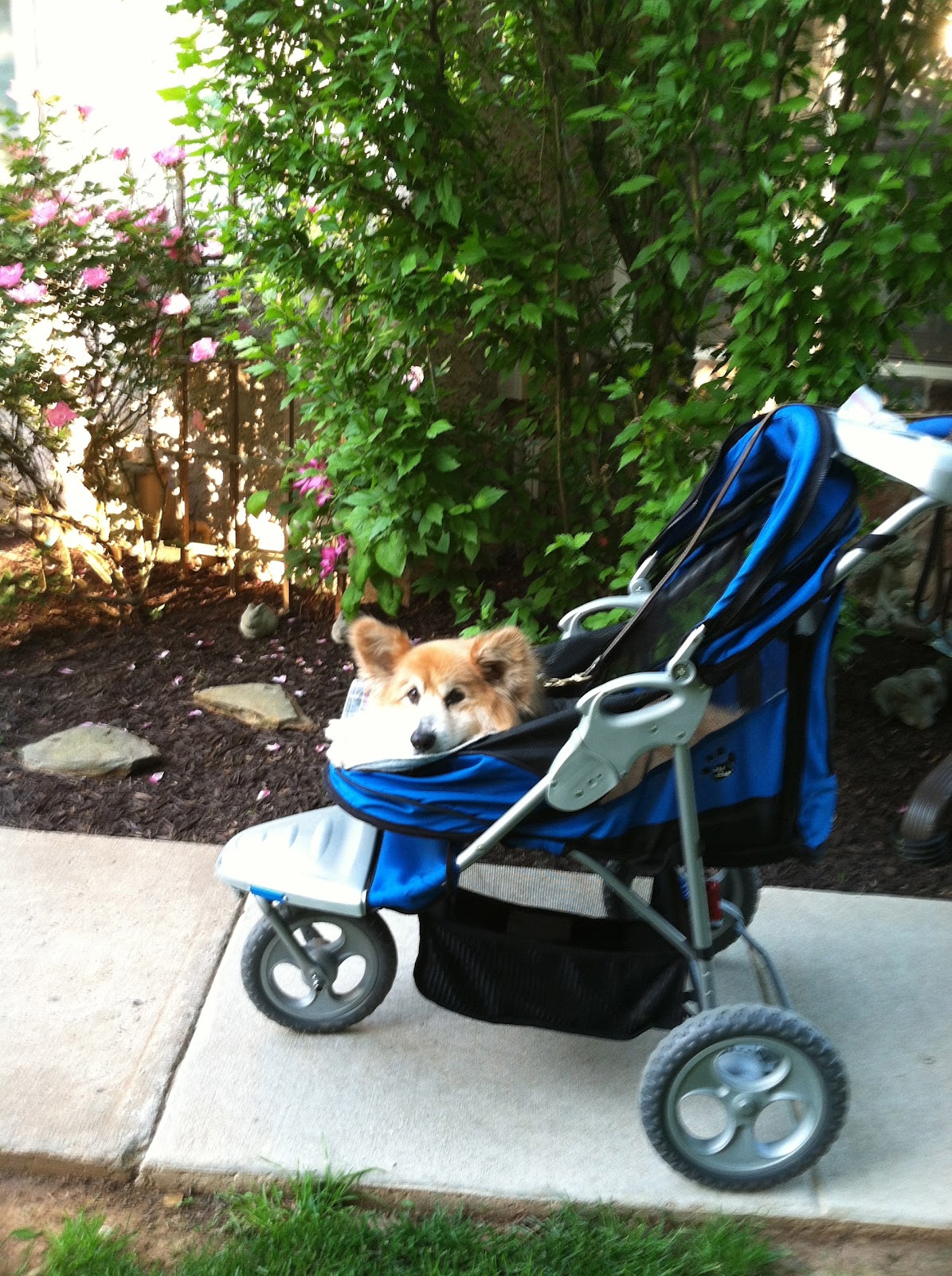 Llyr a Welsh with DM