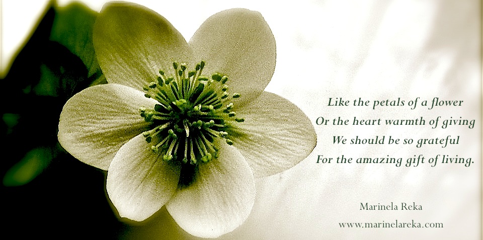Muhammad Nouman Ali sheroz Awais iqbal Talha Mohsin Riaz: life quotes | best life poems | nice