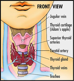 shaklee tiroid