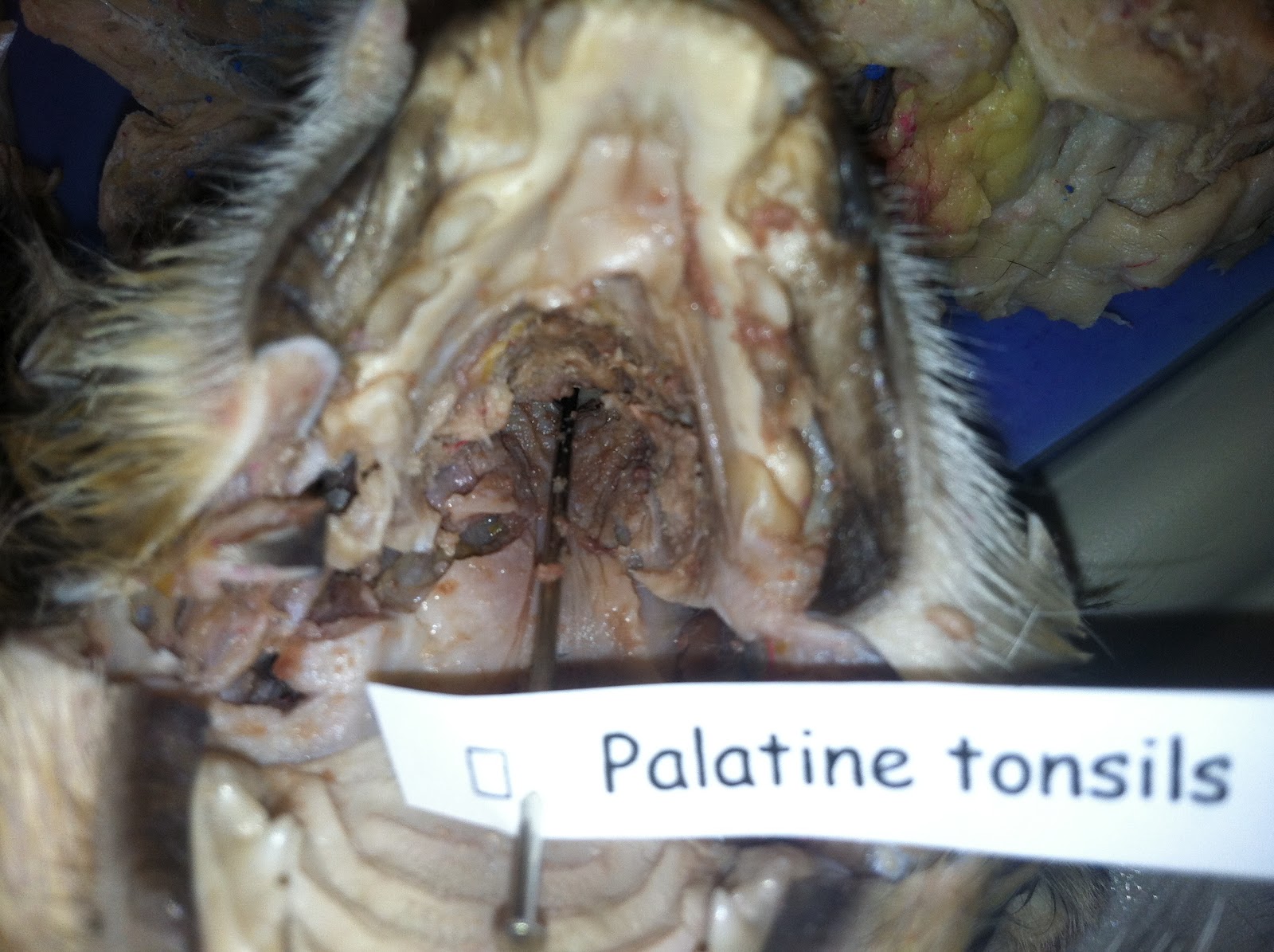 Cat Dissection: Human Anatomy: Digestive System