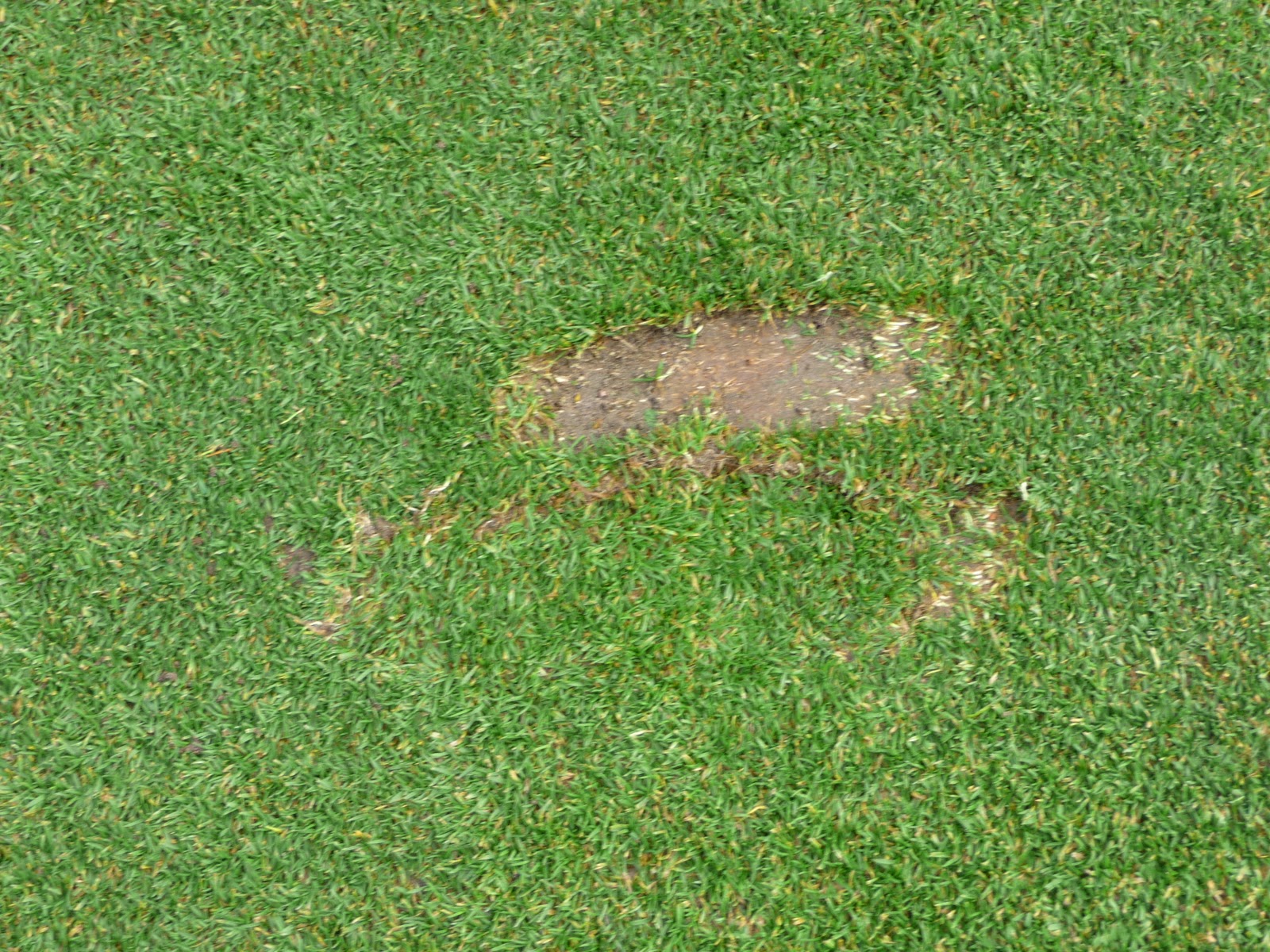 Glendale Country Club Replace the divot, or use sand/seed mix?
