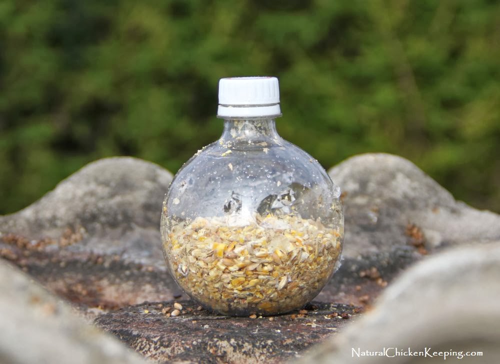 Natural Chicken Keeping Cheep n Easy DIY Chicken Boredom Buster Toy!