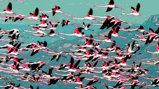 el color de los flamencos el color de los flamencos