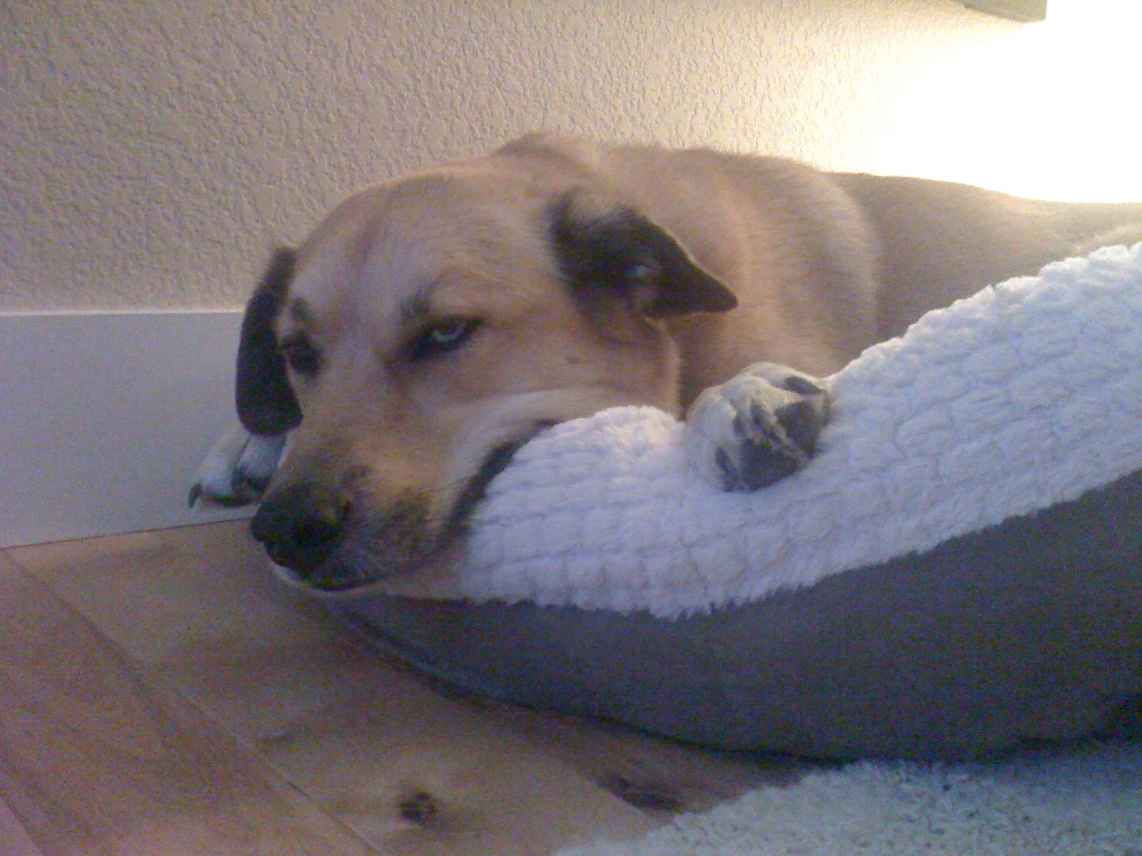 Lotus Soup I hate when my dog kills a rabbit