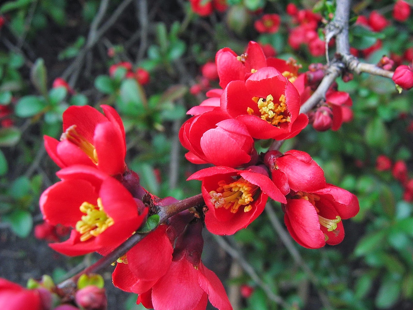 Sister Breksa ブレクサ姉妹: Native and Popular Flowers of Japan