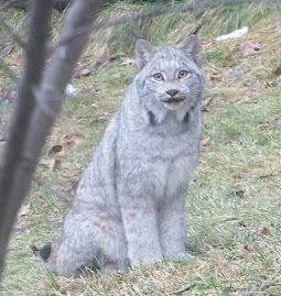 Lynx