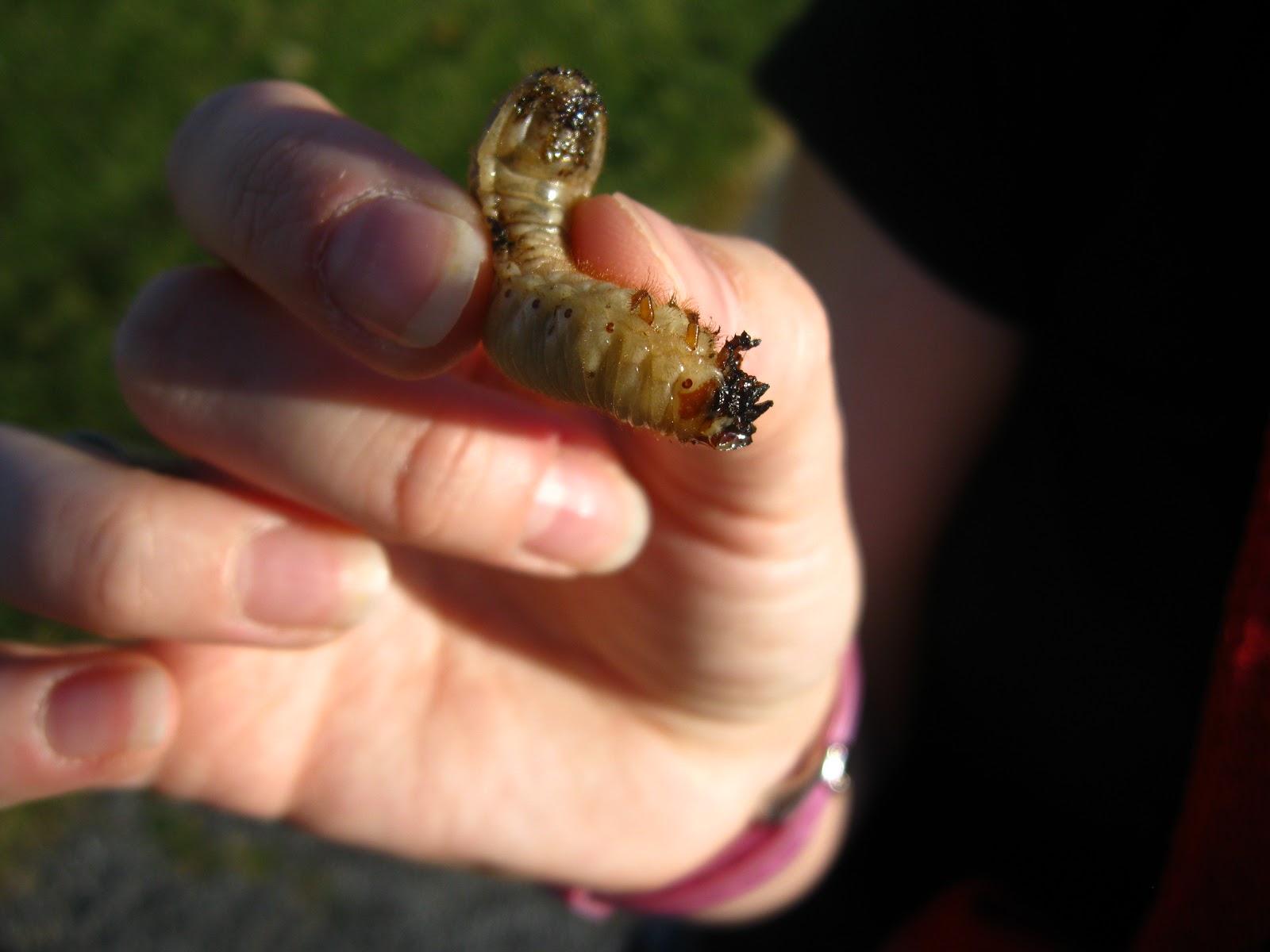 Giant Grub