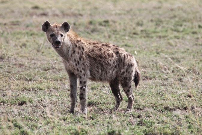 UTALII TANZANIA : PHOTOS OF HYENAS MATING IN SERENGETI NATIONAL PARK