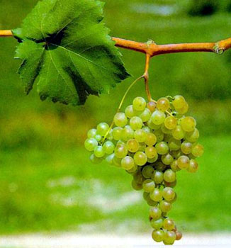 Fringe Wine Cortese Gavi Piemonte Italy Upper Goulburn Central Victoria Australia