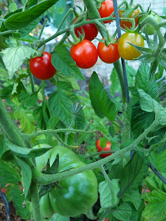 Home Growing Tomatoes