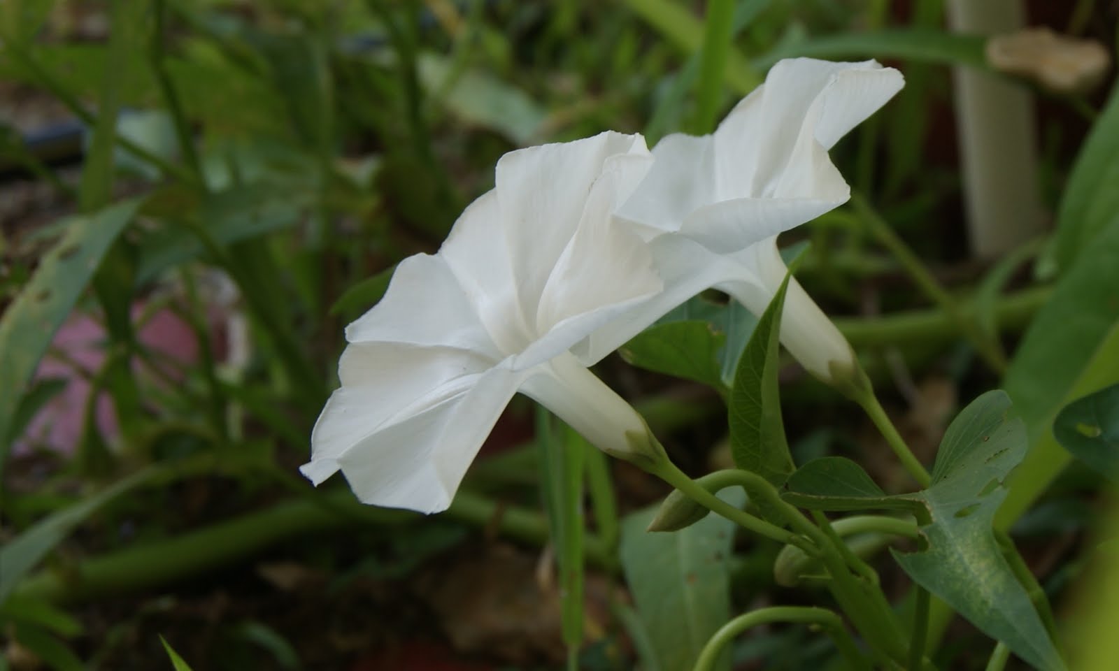 My little vegetable garden Kangkong white flowers and eventual seeds