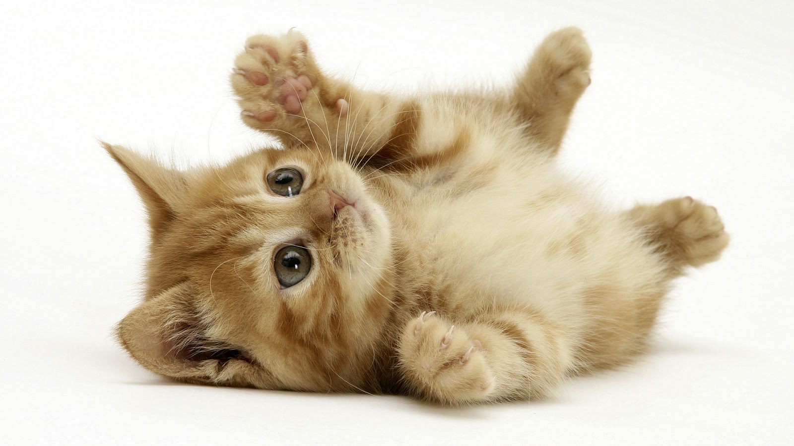 http://1.bp.blogspot.com/-VUTjeCq92wU/UHS2szwDPrI/AAAAAAAAB00/j9h42WIGA84/s1600/Cute%2Blittle%2Bcat%2BKitty%2Bwallpaper%2B(1920%2Bx%2B1200).jpg