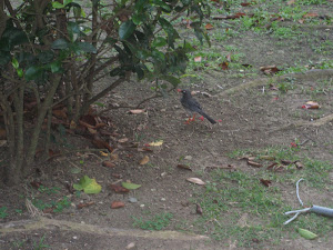 LONELY ZORZAL DE NARANJAS PATAS