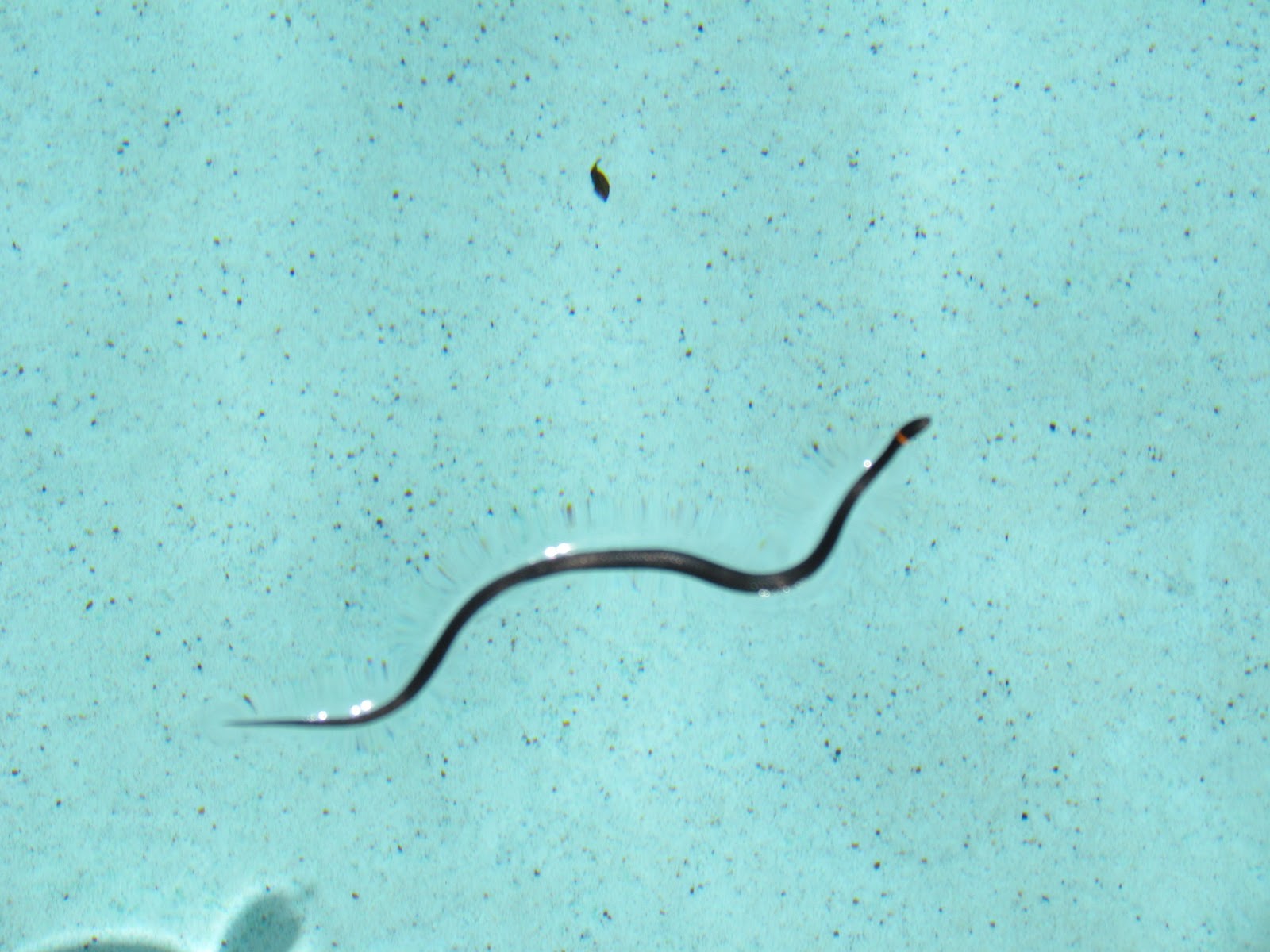 new womens nike trainers