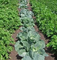 วิธีจัดสวนผัก ปลูกผักสวนครัว Vegetable Garden