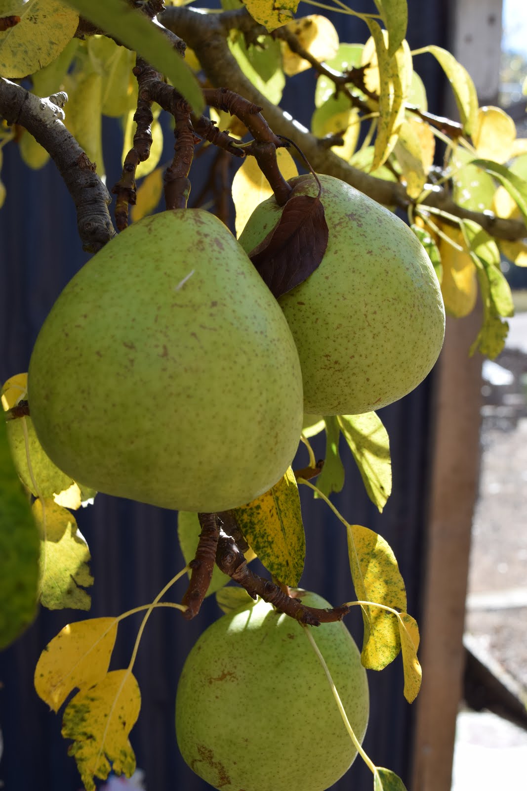 Winter pears