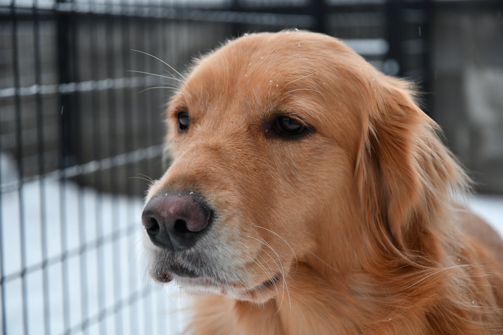 犬の写真撮影 Nikon D500 Aps Cサイズ一眼レフ 飛行犬を撮影したい ペットを撮る用カメラのレビュー