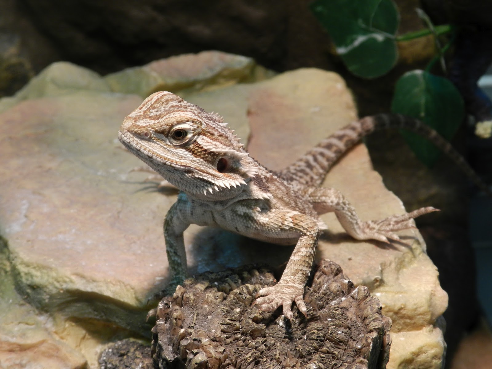 Critters in the Classroom Reptiles in the classroom