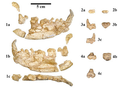 Kretzoiarctos mandibular bones