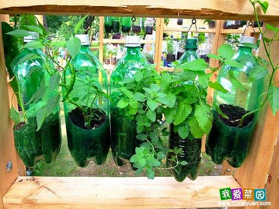 Bottle garden idea, gardening ideas for small gardens