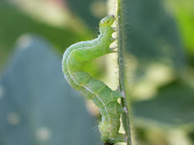 How to control Looper Caterpillars in your garden