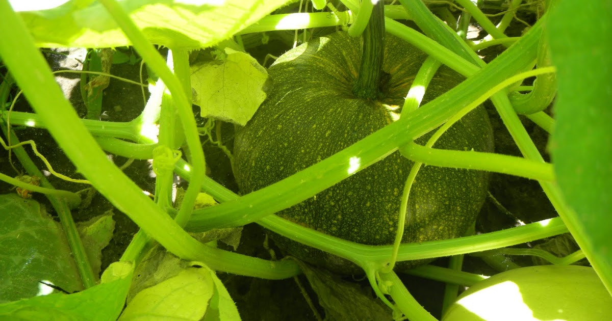 On a Rhody in the Desert Squash Garden