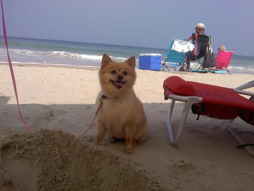 Foxie At The Beach