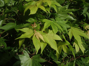 PALMATUM OSAKAZUKI.