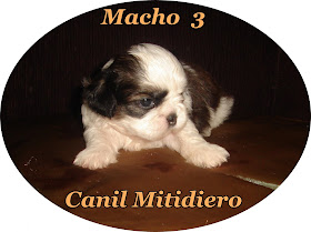 MACHO DISPONIVEL!