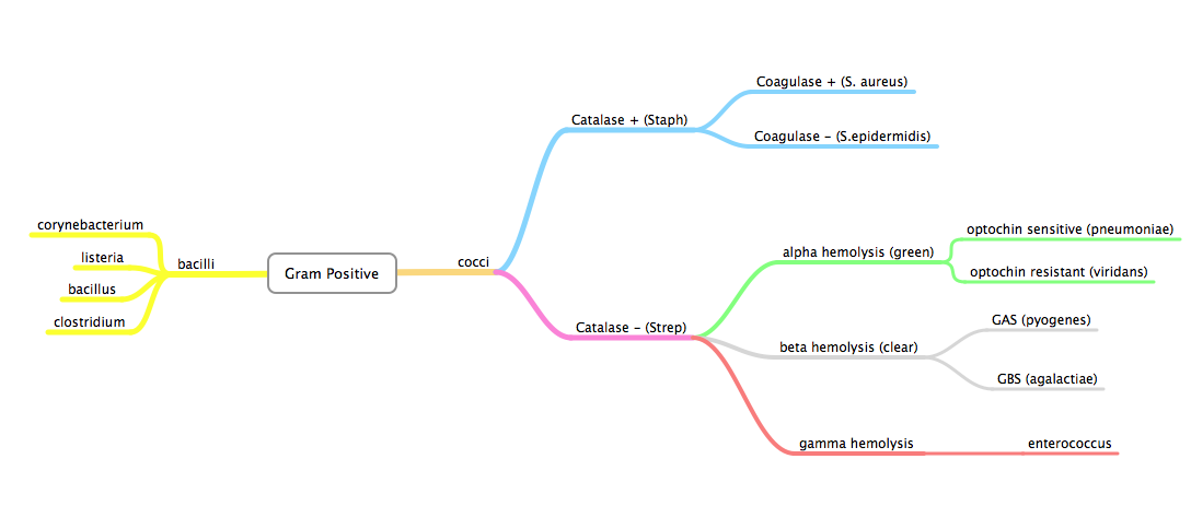 staphylococcus flowchart staph or strep medmonic staphylococcus flowchart staph or strep medmonic