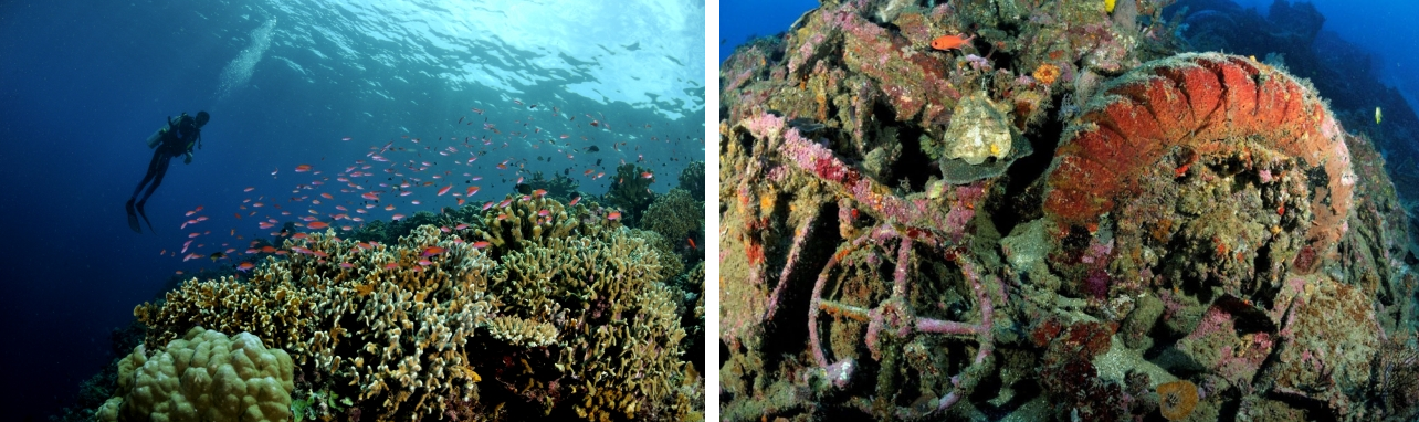 Wisata di Indonesia: Diving - Wisata Pulau Morotai