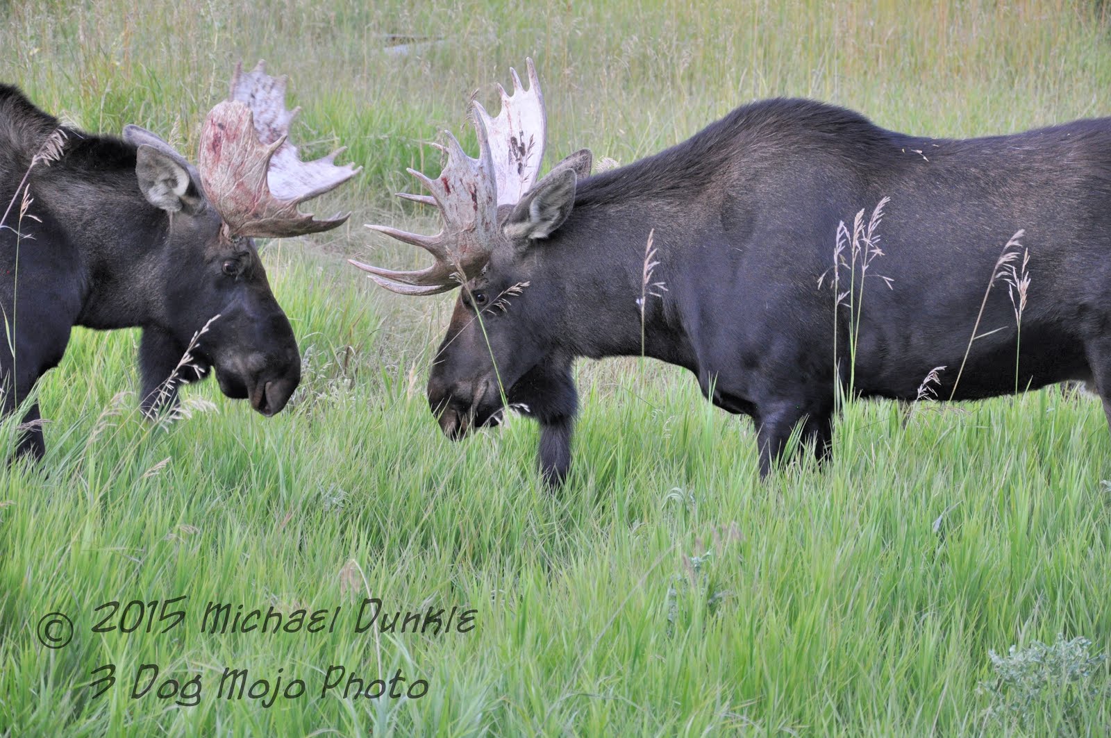 "Moose Brothers"
