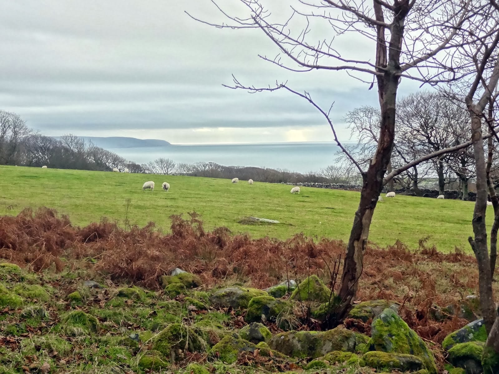 The Woods towards Talybont