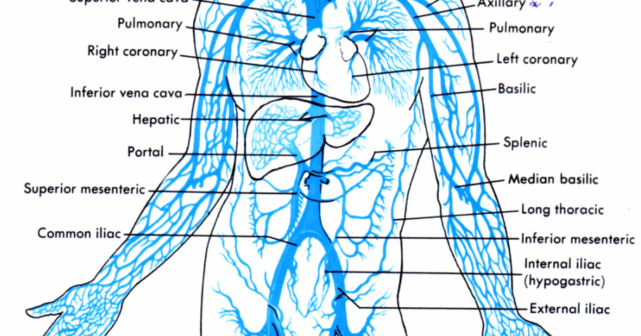 Learn Today: Human Heart Diagram With Valves