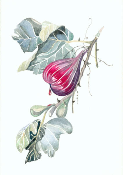 colour plate