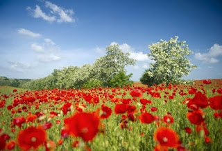 Beautiufl-Flower-Field-Landscape