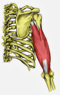 triceps brachial