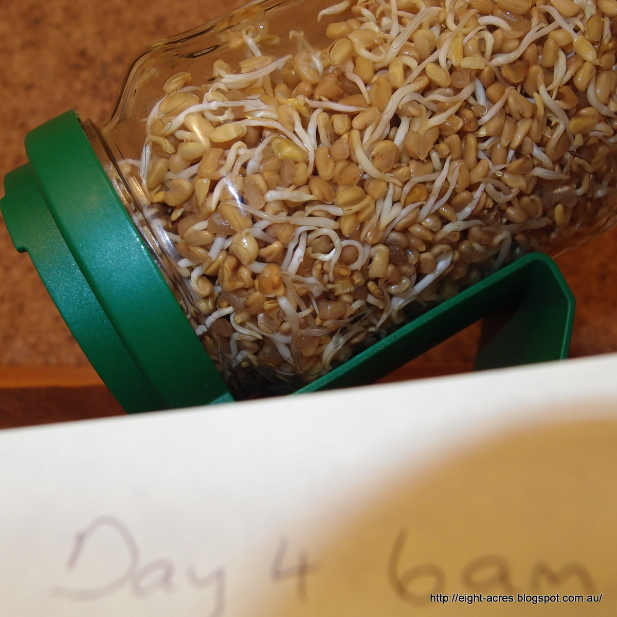 How to sprout Fenugreek Eight Acres Natural Living