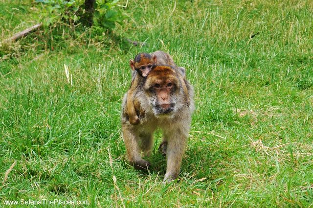 The Monkey Forest at Trentham