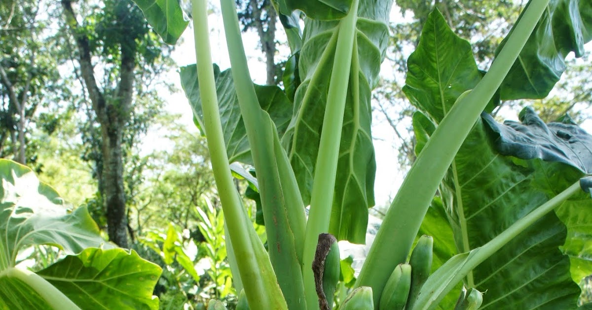 OUR PHILIPPINE TREES The Name Game
