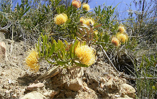 Leucospermum cuneiforme