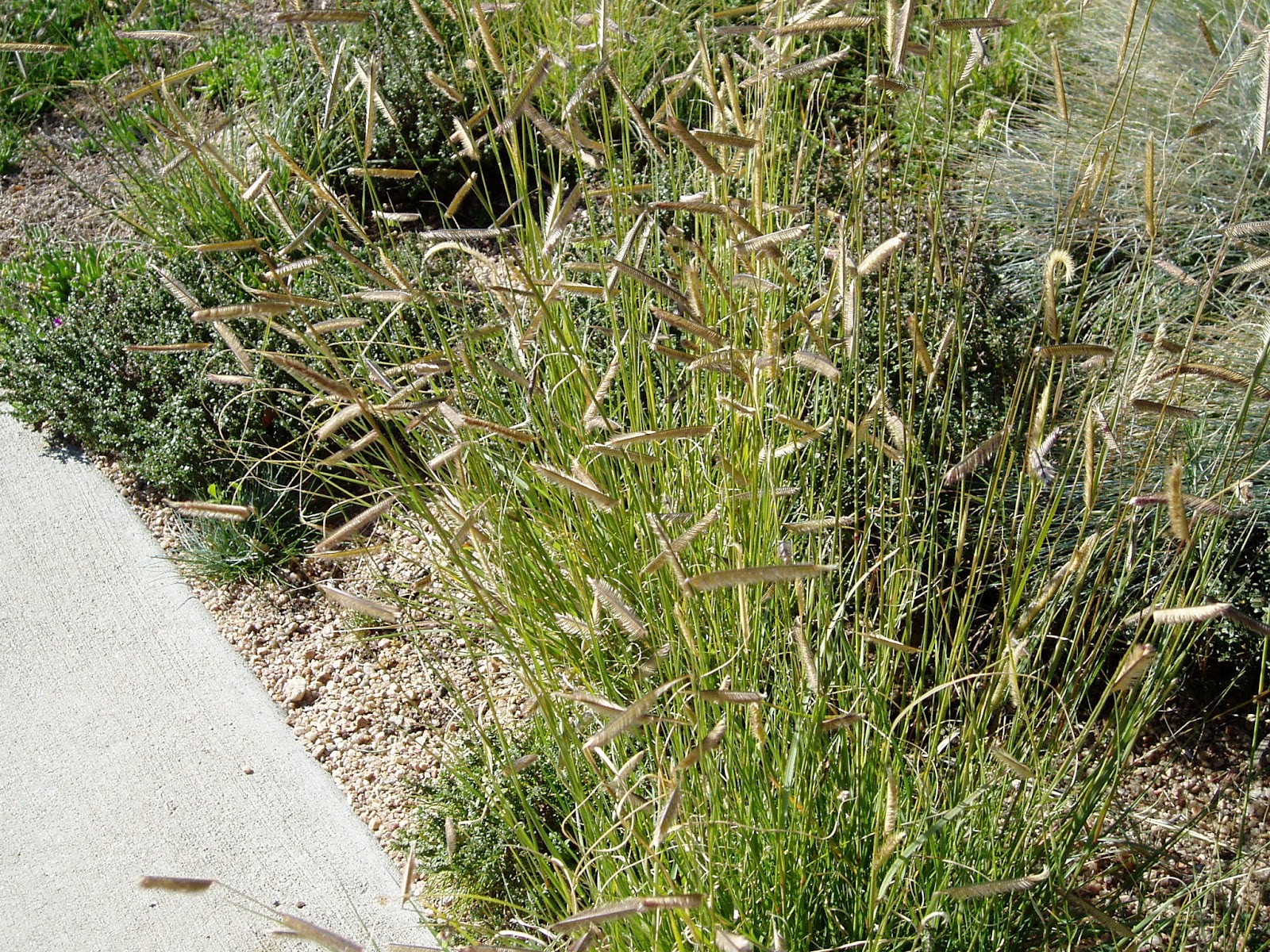 Lovegrass Farm: Bouteloua gracilis (Blue Grama) Ornamental Grass