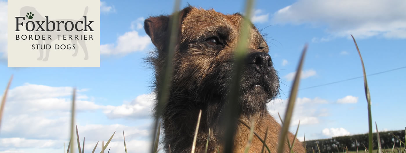 Border Terrier Stud Dogs