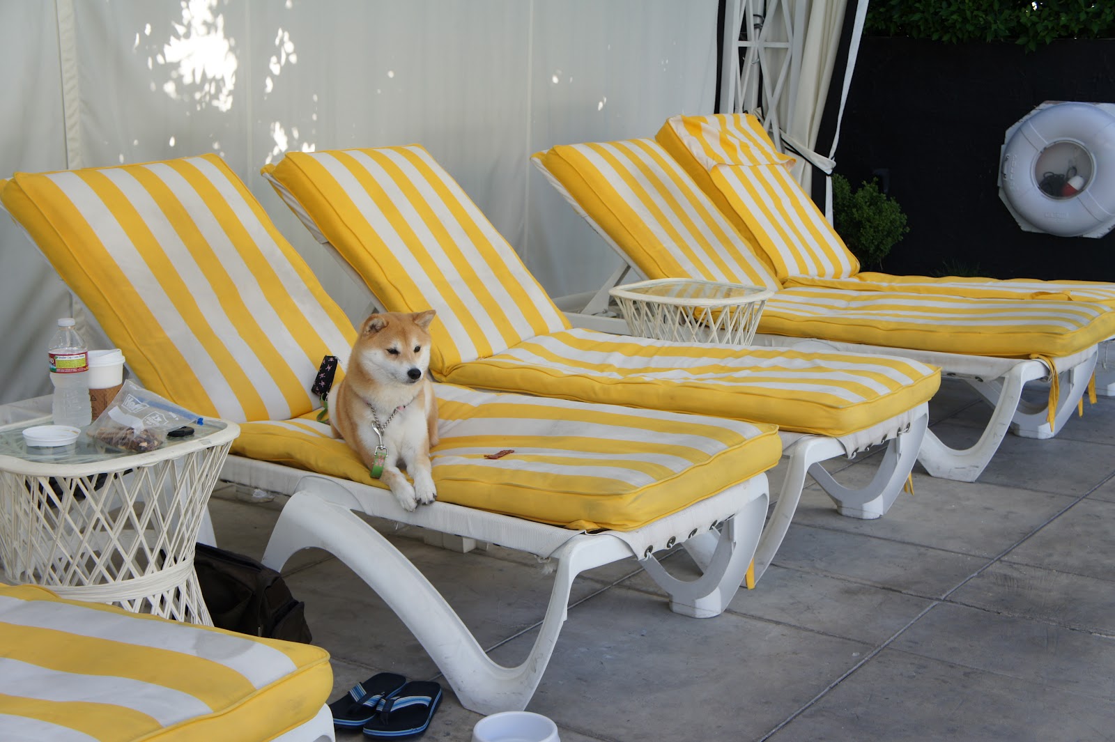 Tokyo My Shiba Inu Life Viceroy Palm Springs Revisited