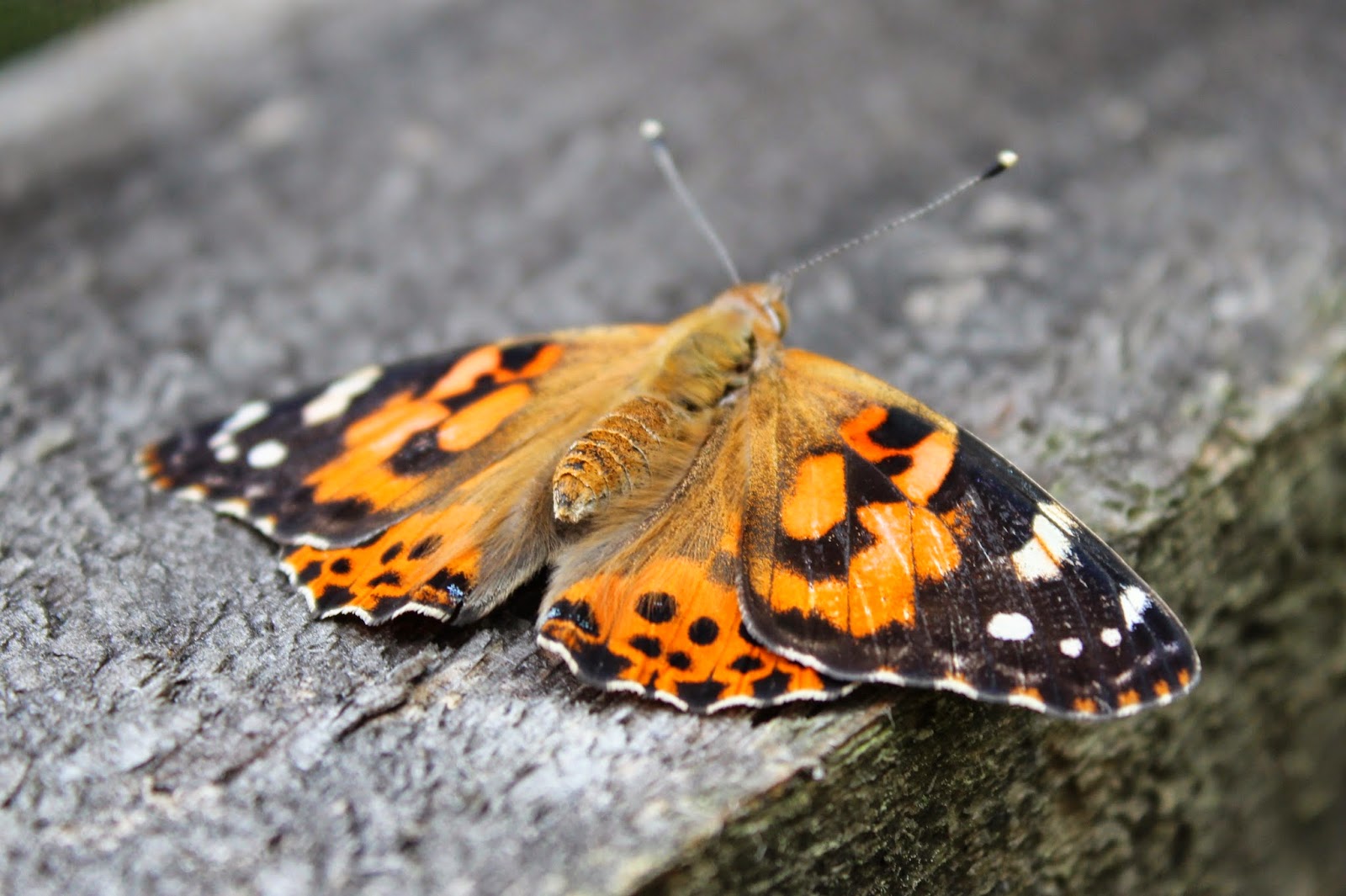 Tahoma Beadworks & Photography First Visit to Butterflies of Cape Cod