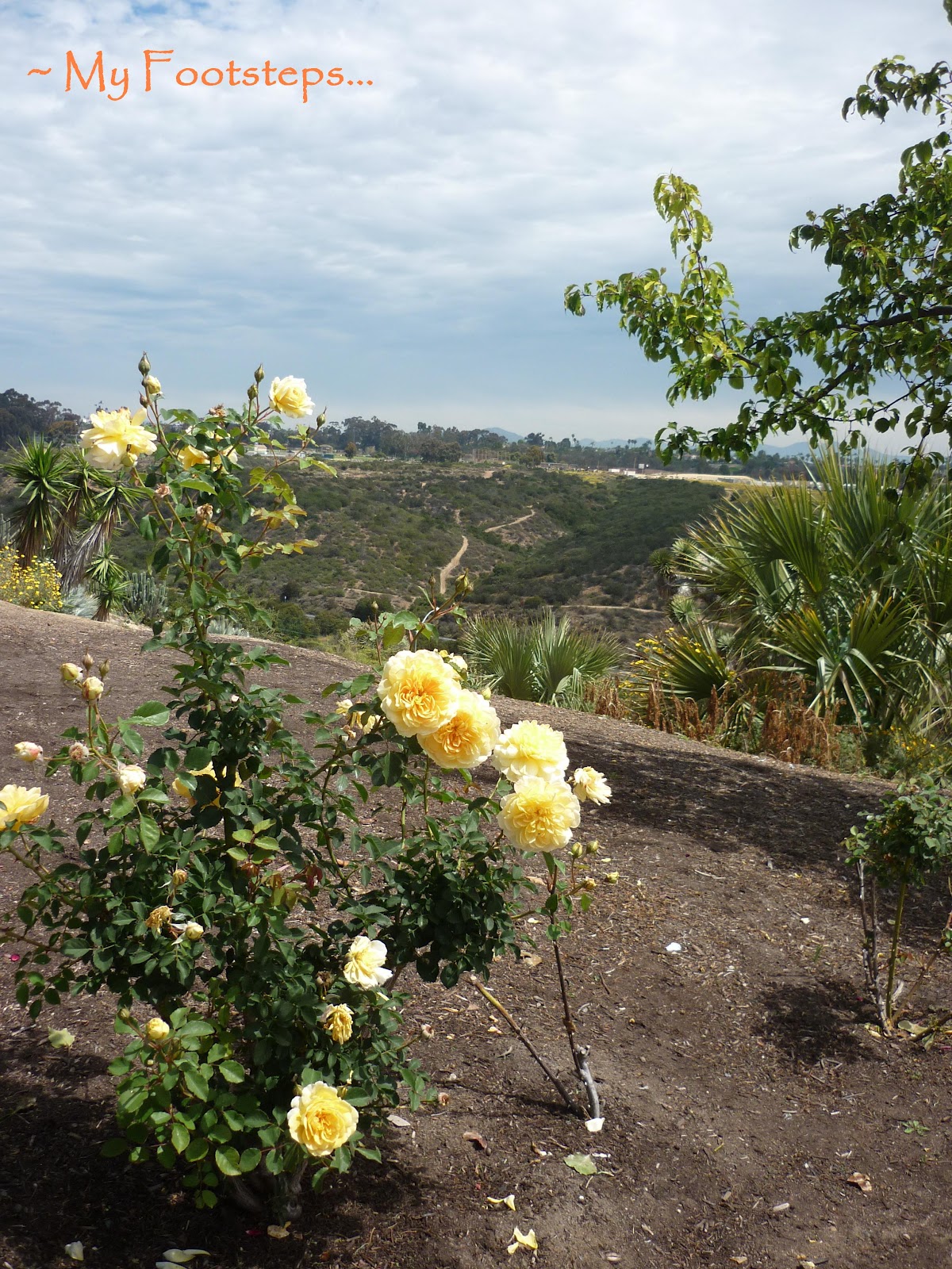 My footsteps... Roses at Rose Garden, Balboa Park, San Diego (3)