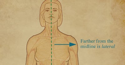 midline of the body anatomical term