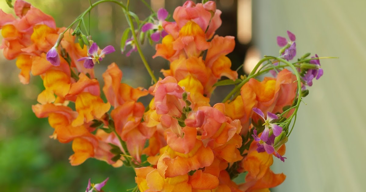 Budding and Blooming: Bringing the Blooms Indoors